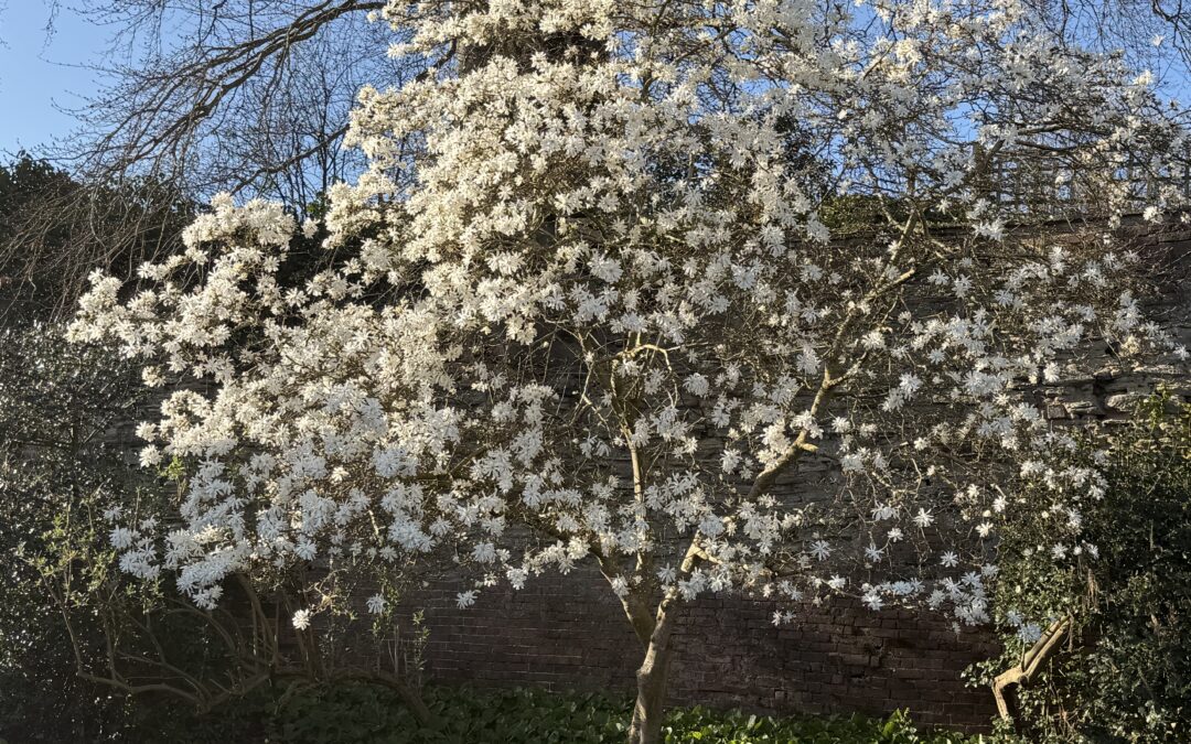 Lara Owen Newsletter March 2026