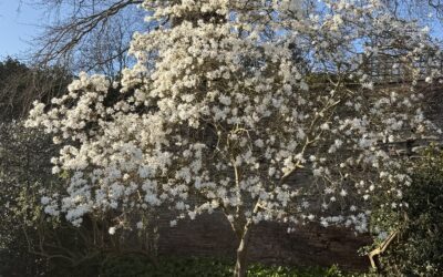 Lara Owen Newsletter March 2026